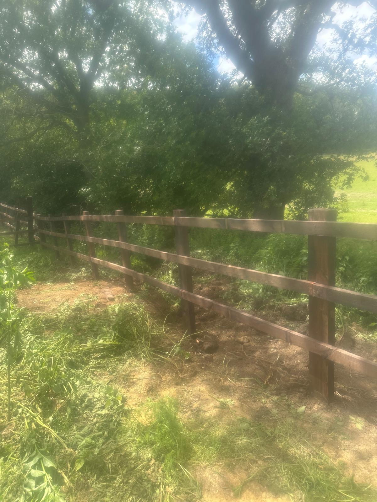 Newly installed post-and-rail fencing beneath mature oak trees